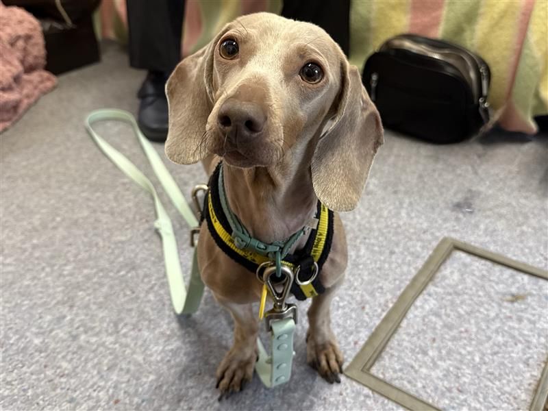 Pixie | Dachshund (Miniature Smooth Haired) | Bridgend (Wales) - 1