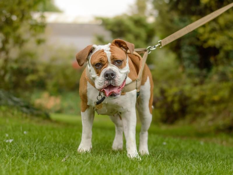 Nala | Bulldog | Kenilworth (West Midlands) - 1