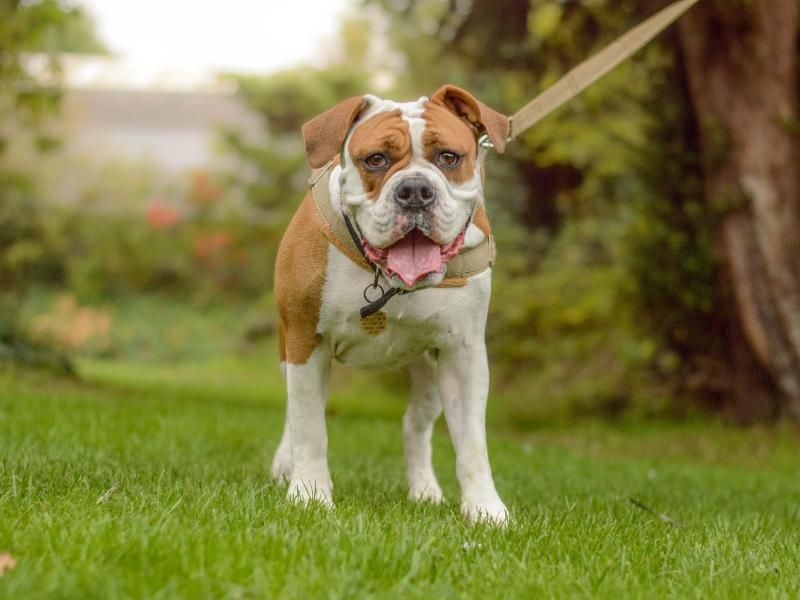 Nala | Bulldog | Kenilworth (West Midlands) - 2