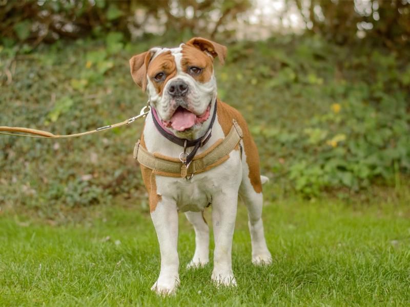 Nala | Bulldog | Kenilworth (West Midlands) - 4