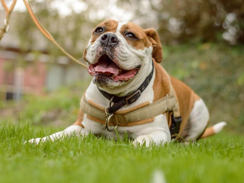 Nala | Bulldog | Kenilworth (West Midlands) - 3