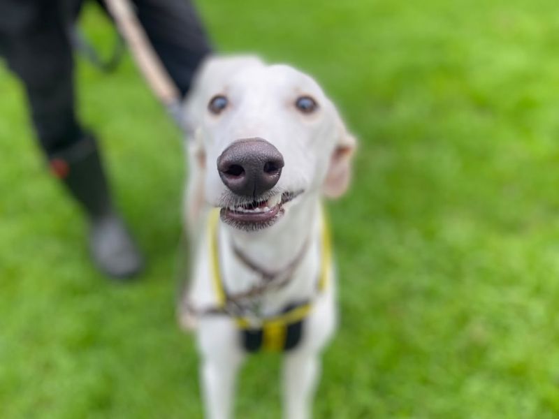Vinnie | Lurcher | Shrewsbury (Shropshire) - 1