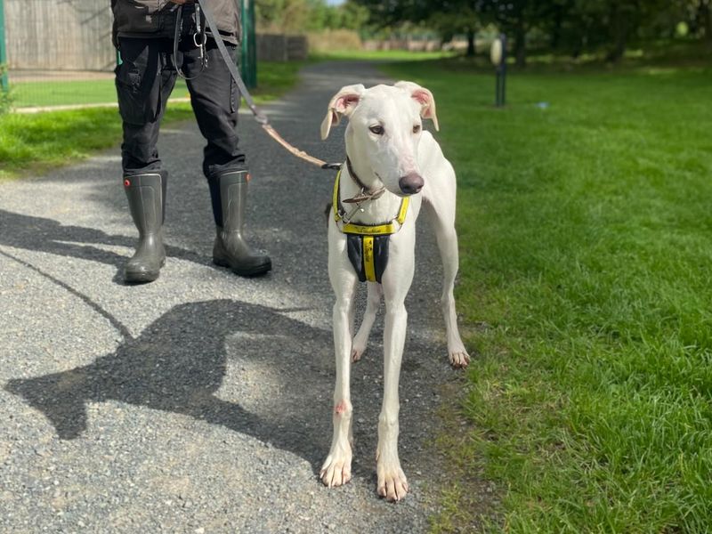 Vinnie | Lurcher | Shrewsbury (Shropshire) - 5