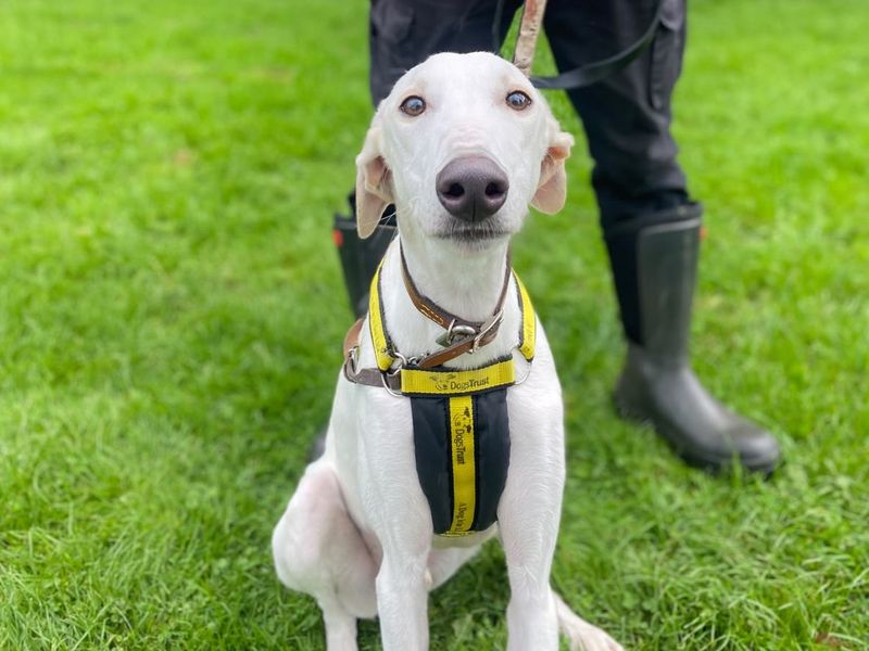Vinnie | Lurcher | Shrewsbury (Shropshire) - 2