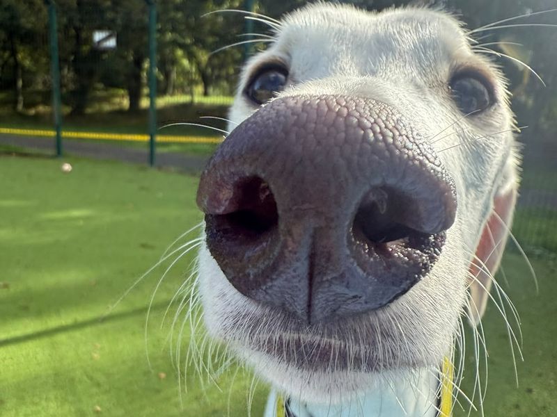 Vinnie | Lurcher | Shrewsbury (Shropshire) - 4