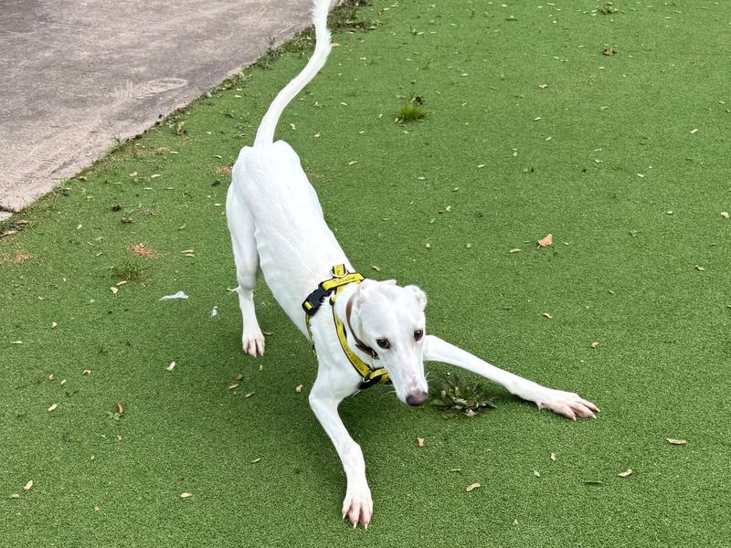 Vinnie | Lurcher | Shrewsbury (Shropshire) - 3