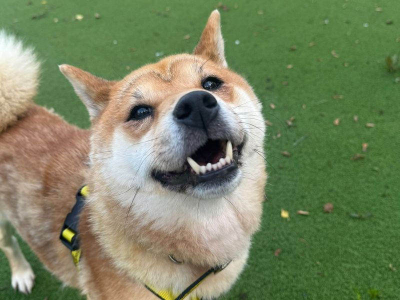 Irene | Japanese Shiba Inu | Shrewsbury (Shropshire) - 3