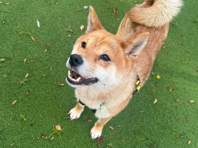 Irene | Japanese Shiba Inu | Shrewsbury (Shropshire) - 2