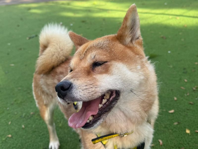 Irene | Japanese Shiba Inu | Shrewsbury (Shropshire) - 4