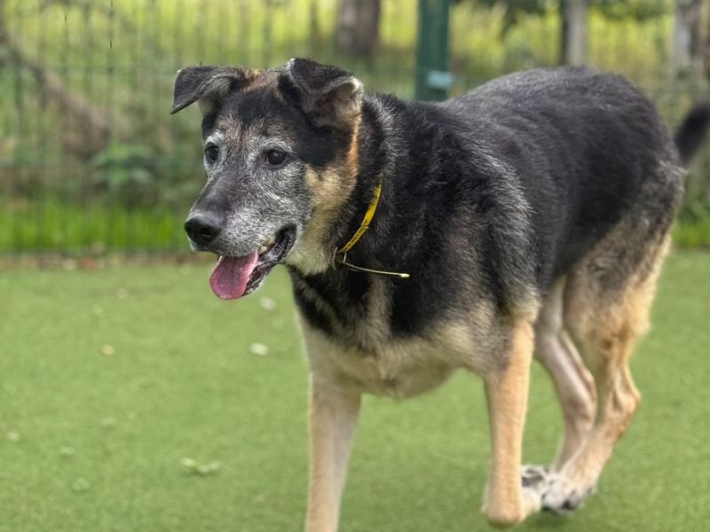 Marshall | German Shepherd Dog Cross | Shrewsbury (Shropshire) - 3