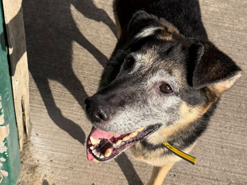 Marshall | German Shepherd Dog Cross | Shrewsbury (Shropshire) - 4