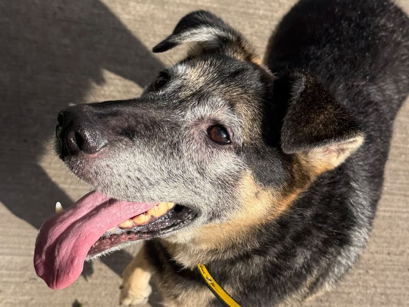 Marshall | German Shepherd Dog Cross | Shrewsbury (Shropshire) - 2