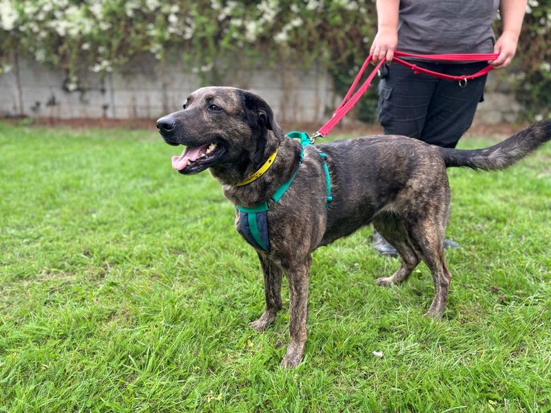 Nyiah | Retriever (Labrador) Cross | Salisbury (Wiltshire) - 2