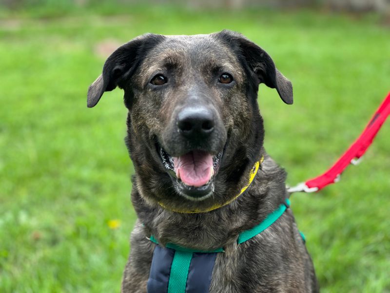 Nyiah | Retriever (Labrador) Cross | Salisbury (Wiltshire) - 1