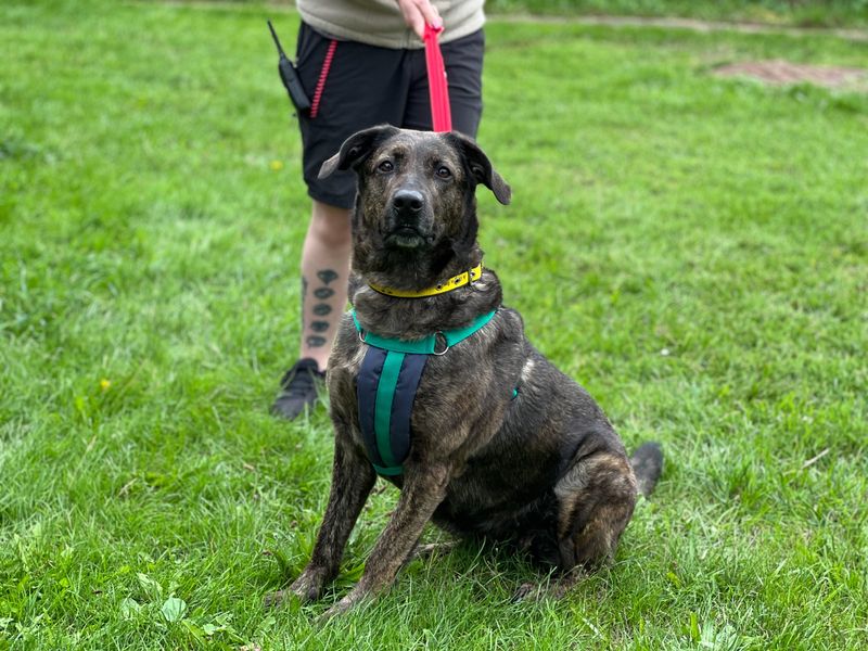 Nyiah | Retriever (Labrador) Cross | Salisbury (Wiltshire) - 3