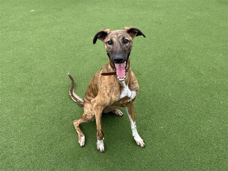 Opal | Lurcher | Cardiff - 6