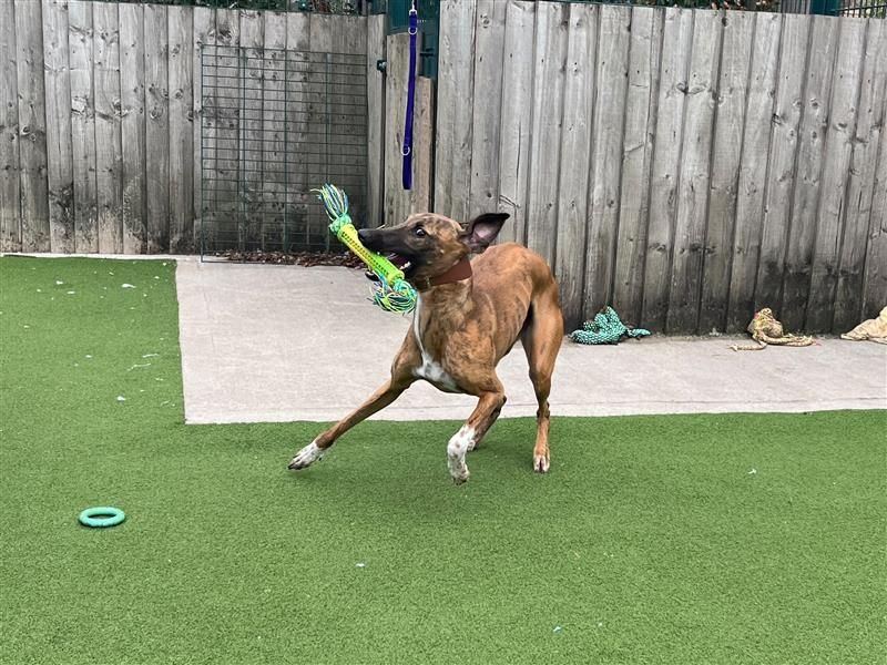 Opal | Lurcher | Cardiff - 1