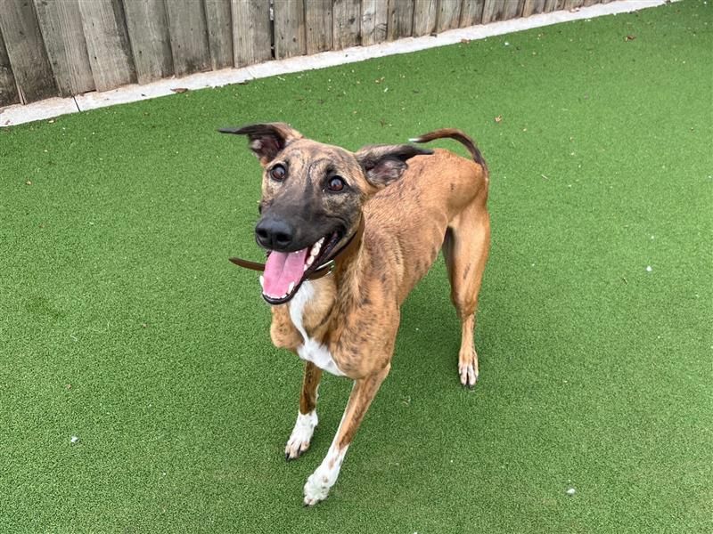 Opal | Lurcher | Cardiff - 5