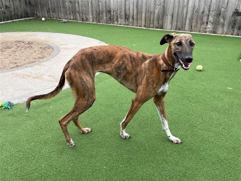 Opal | Lurcher | Cardiff - 4