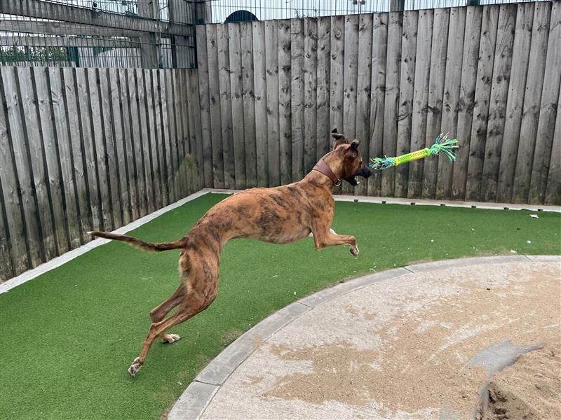 Opal | Lurcher | Cardiff - 2