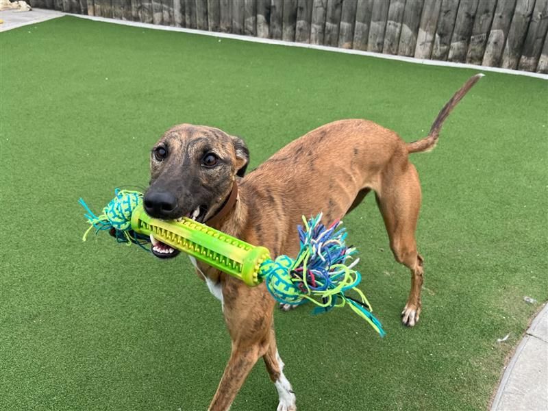 Opal | Lurcher | Cardiff - 3