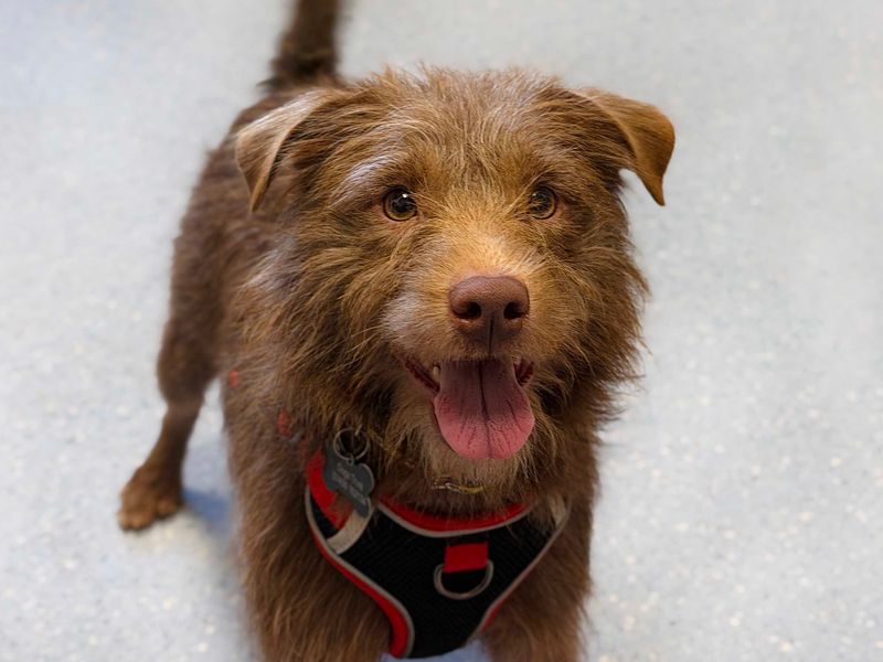 Alfie | Terrier (Patterdale) | Leeds - 5