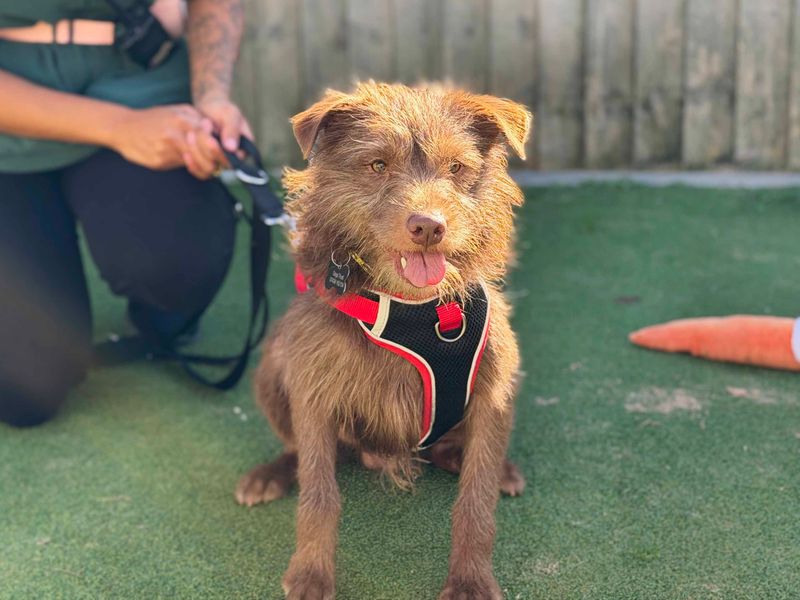 Alfie | Terrier (Patterdale) | Leeds - 3