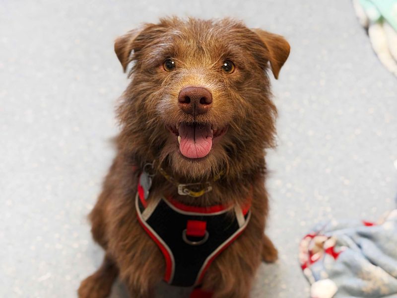 Alfie | Terrier (Patterdale) | Leeds - 2
