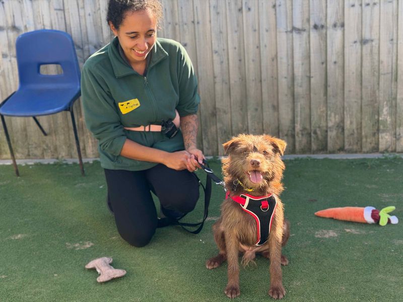 Alfie | Terrier (Patterdale) | Leeds - 4