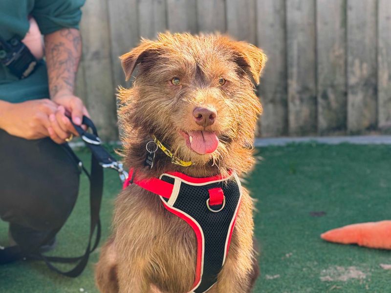 Alfie | Terrier (Patterdale) | Leeds - 1