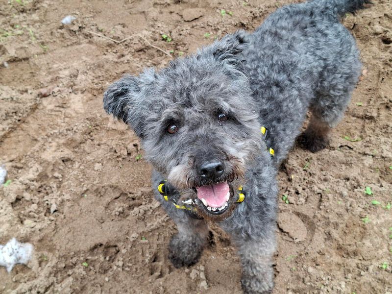 Pixie | Hungarian Pumi | Ilfracombe - 3
