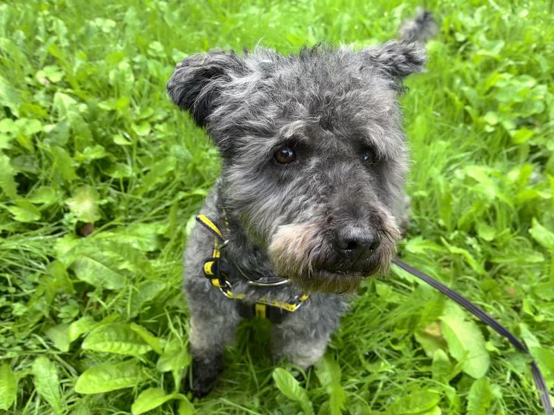 Pixie | Hungarian Pumi | Ilfracombe - 4