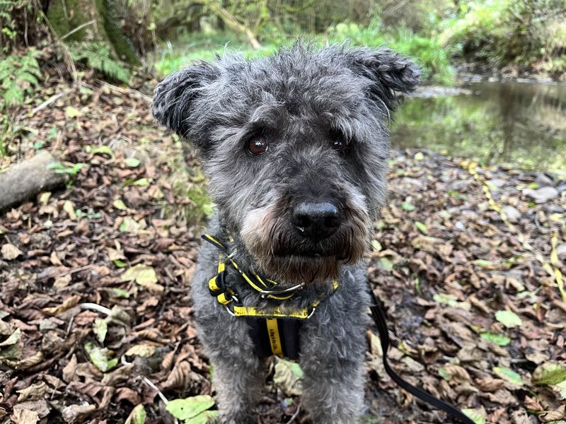 Pixie | Hungarian Pumi | Ilfracombe - 5