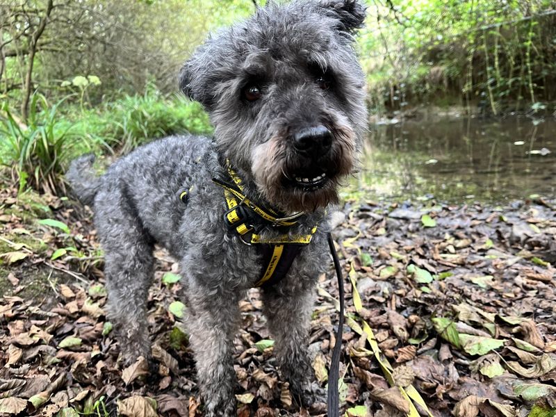 Pixie | Hungarian Pumi | Ilfracombe - 2