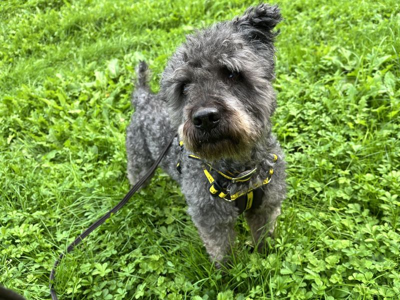 Pixie | Hungarian Pumi | Ilfracombe - 1