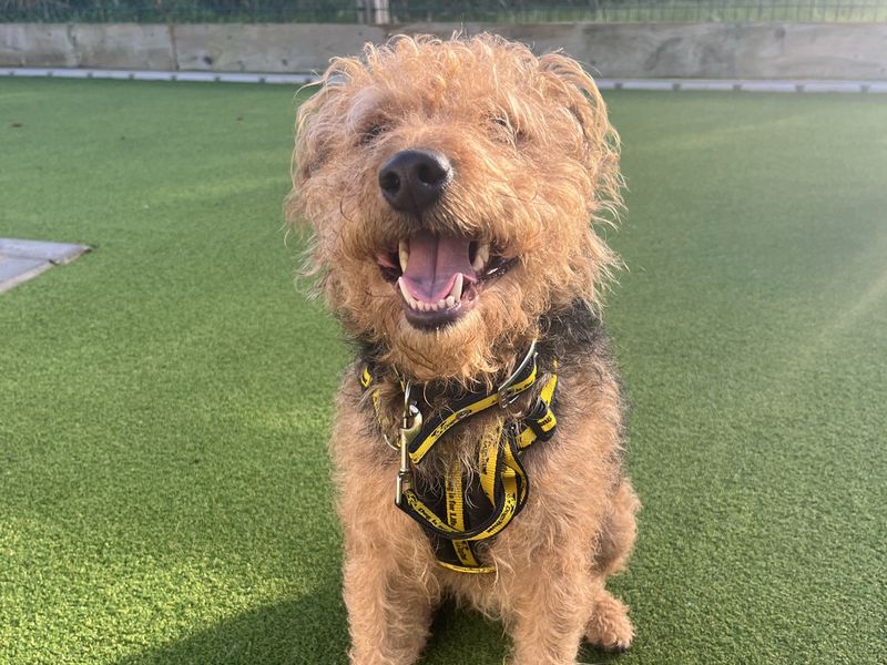 Smudge | Terrier (Lakeland) Cross | Ballymena (Northern Ireland) - 2