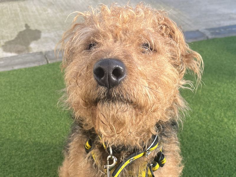 Smudge | Terrier (Lakeland) Cross | Ballymena (Northern Ireland) - 1