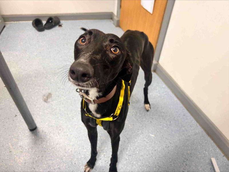 Robbie | Lurcher | Loughborough - 2