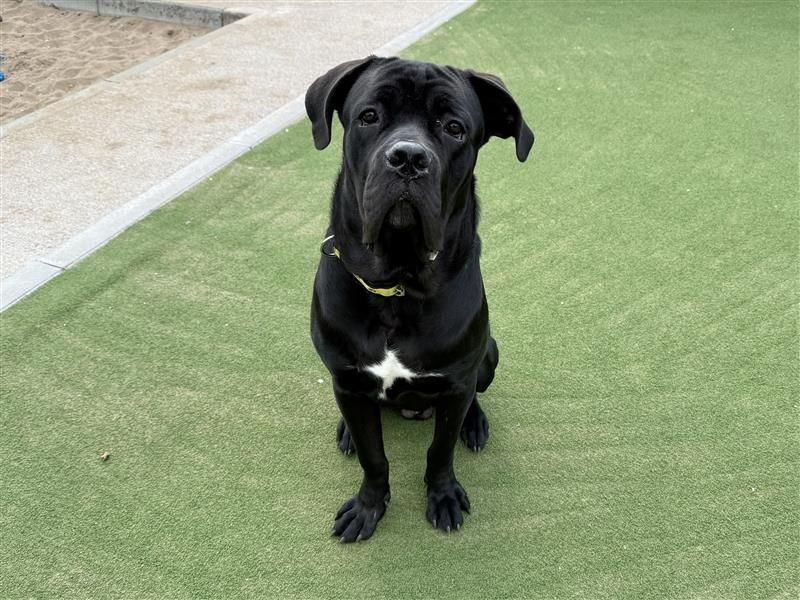 Titch | Italian Corso Dog | Cardiff - 2