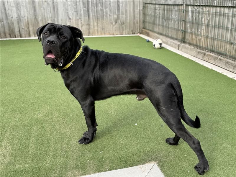 Titch | Italian Corso Dog | Cardiff - 1