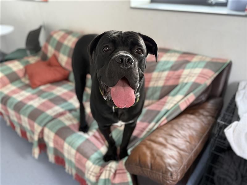 Titch | Italian Corso Dog | Cardiff - 3