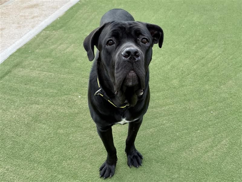 Titch | Italian Corso Dog | Cardiff - 4