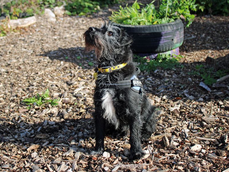 Arnie | Terrier (Patterdale) | Merseyside (Liverpool) - 3