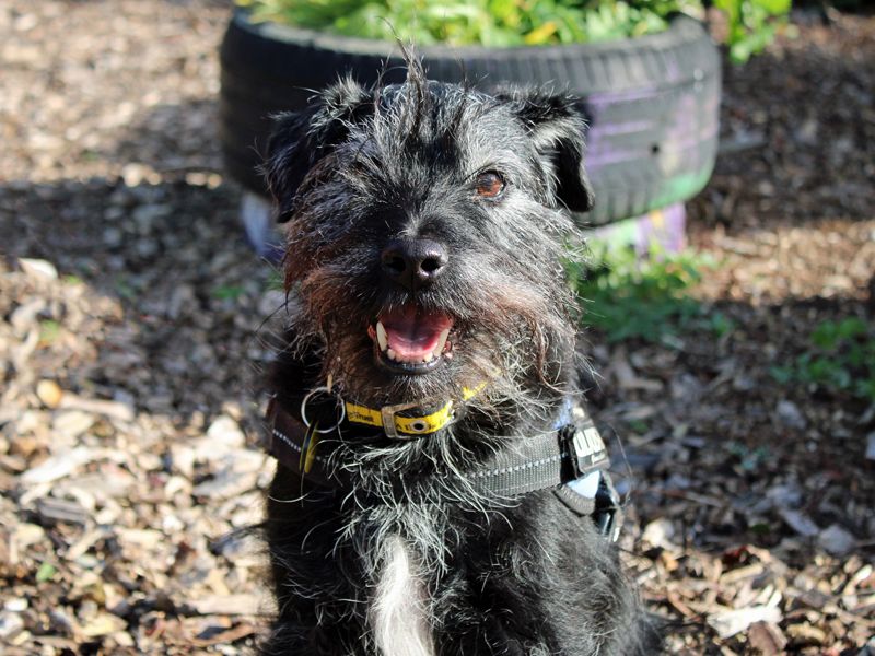 Arnie | Terrier (Patterdale) | Merseyside (Liverpool) - 1