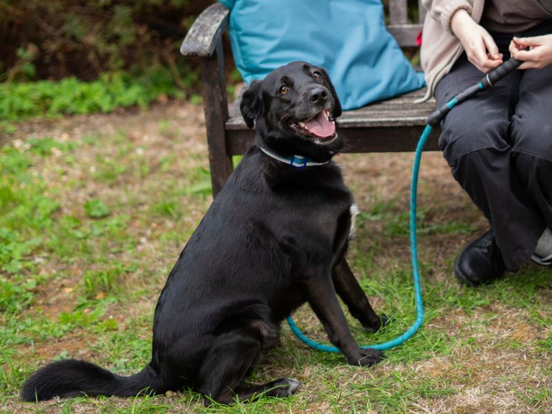 Buddy | Retriever (Labrador) Cross | Newbury (Berkshire) - 6