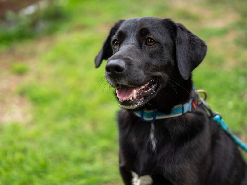 Buddy | Retriever (Labrador) Cross | Newbury (Berkshire) - 5