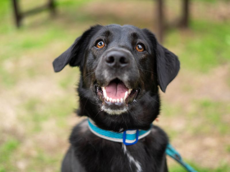 Buddy | Retriever (Labrador) Cross | Newbury (Berkshire) - 7