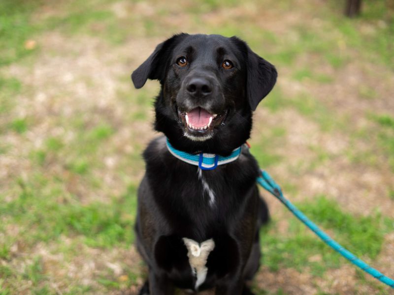 Buddy | Retriever (Labrador) Cross | Newbury (Berkshire) - 3