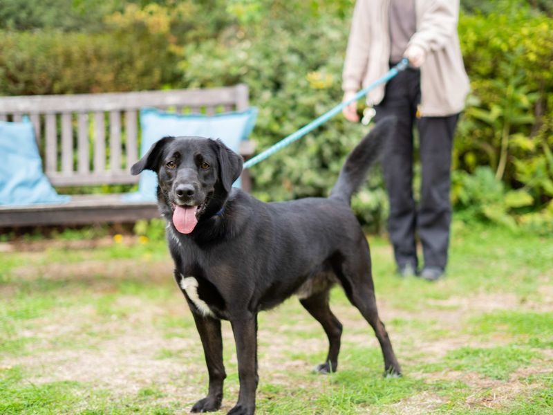 Buddy | Retriever (Labrador) Cross | Newbury (Berkshire) - 2