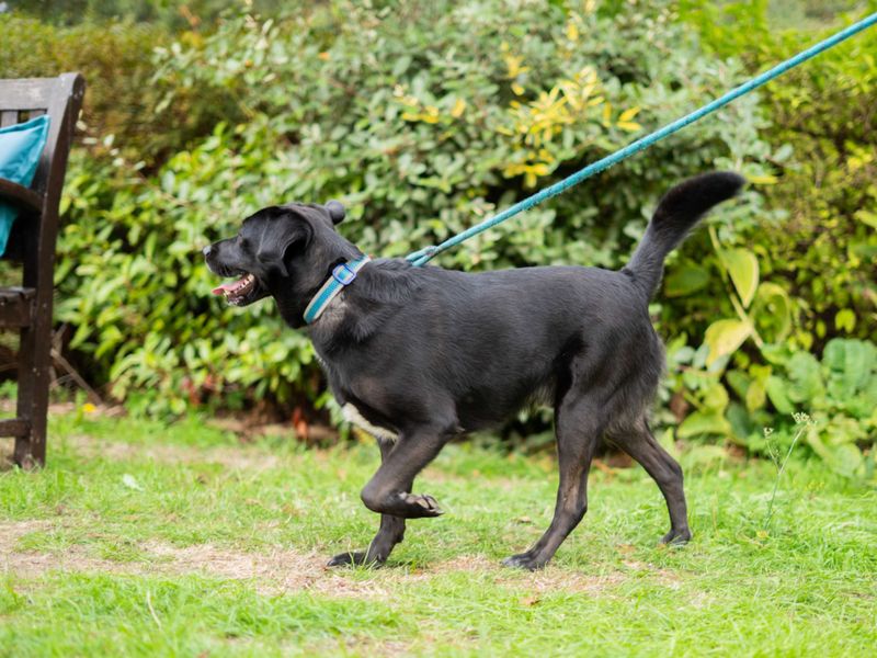 Buddy | Retriever (Labrador) Cross | Newbury (Berkshire) - 8